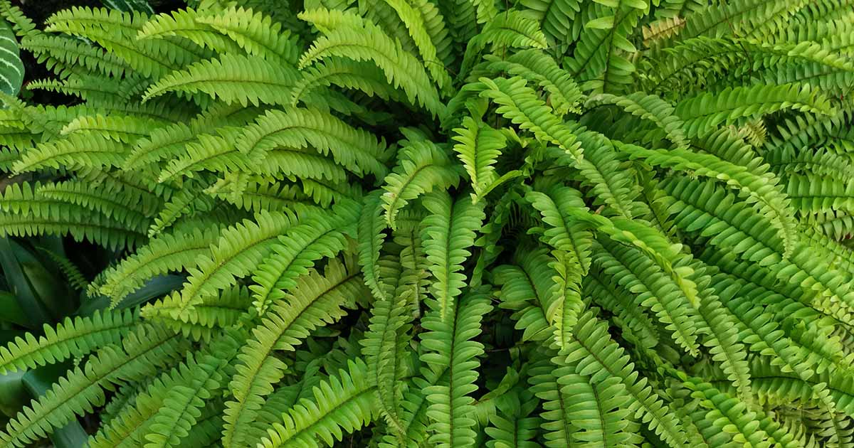 Taking Care Of Outdoor Ferns: How To Take Care Of Ferns In The Garden