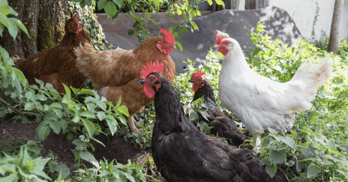 Using Chicken Manure Fertilizer In Your Garden
