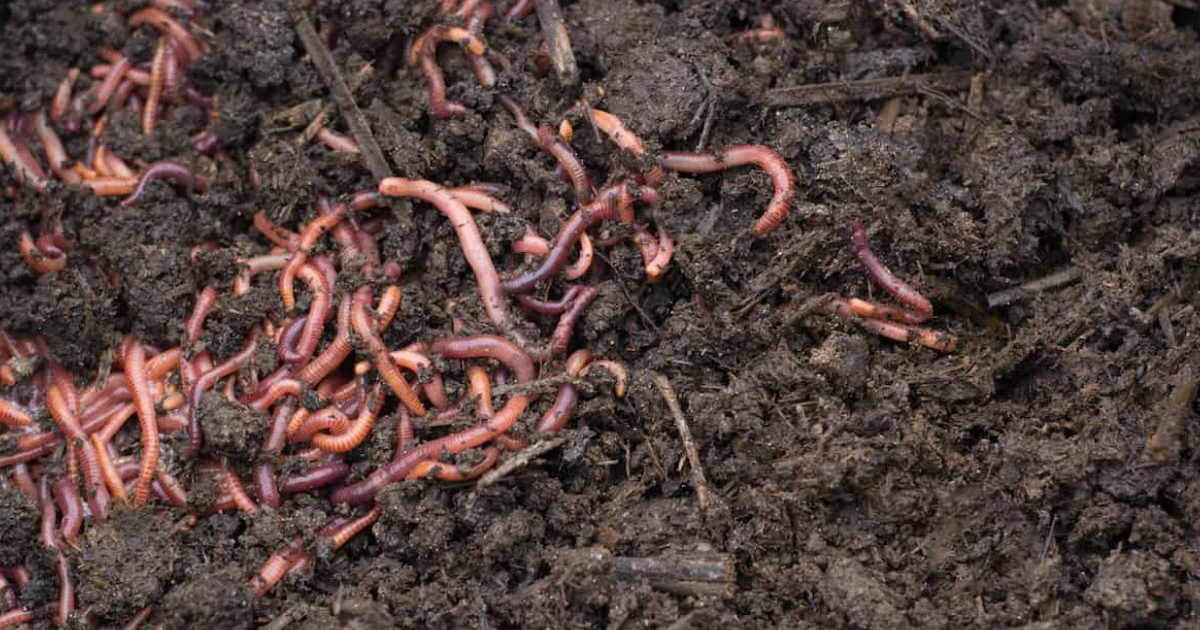 Vermicompost Worm Amount: How Many Composting Worms Do I Need