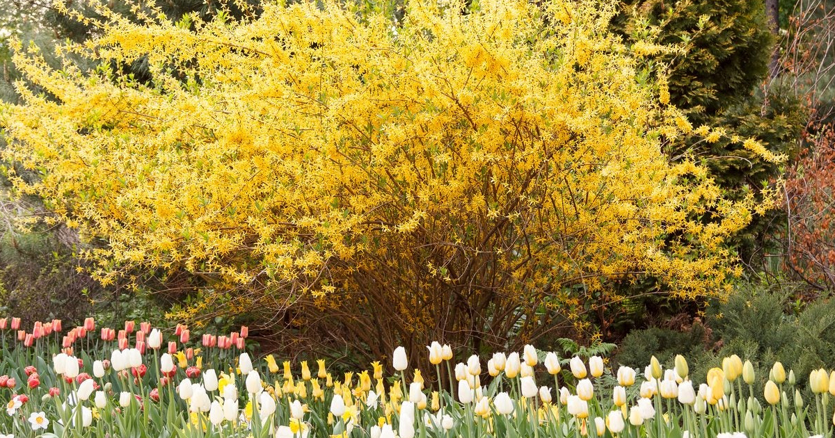 Zone 6 Growing Tips: What Are The Best Plants For Zone 6