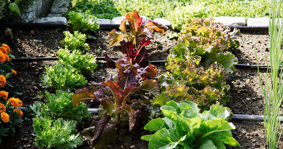 Zone 6 Vegetable Planting: Tips On Growing Vegetables In Zone 6