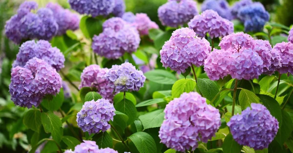 Zone 9 Hydrangeas: Growing Hydrangeas In Zone 9 Gardens