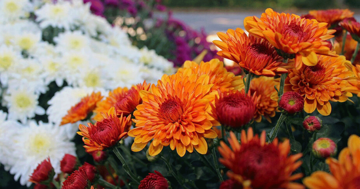 How Long Do Mums Last? Plus, How To Make Chrysanthemum Flowers Last Longer