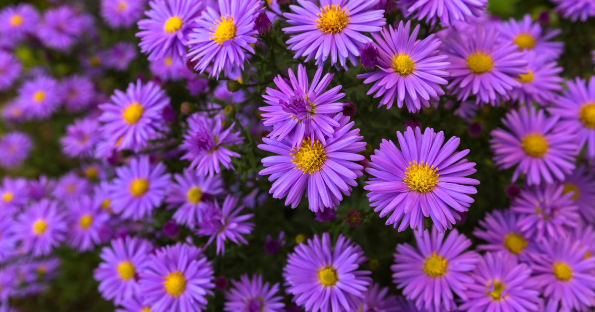 How To Grow Beautiful Asters in Your Garden