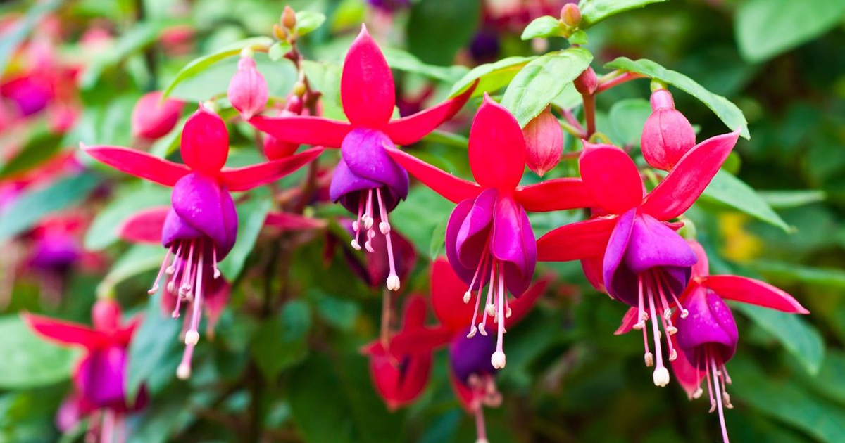 Overwinter Fuchsia For Beautiful Blooms Next Year