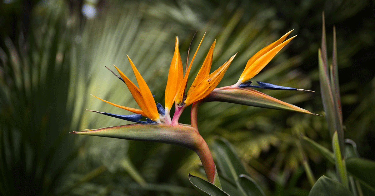 Bird Of Paradise Plant Care: Indoor And Outdoor Birds Of Paradise