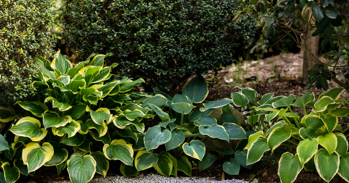18 Colorful Hostas To Add A Burst Of Brightness To Your Shade Garden