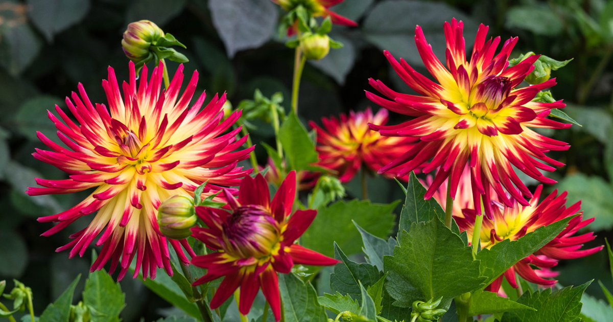 7 Cactus Dahlia Varieties And Semi-Cactus Dahlia Types To Try