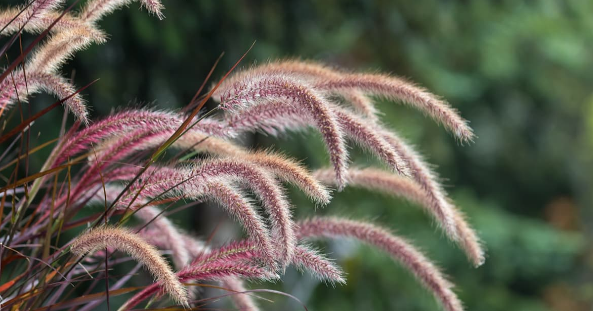 7 Ornamental Grasses For Gorgeous Texture And Soothing Sounds