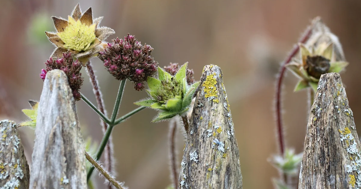 Aster Plant Diseases And Pests: Managing Common Problems With Asters