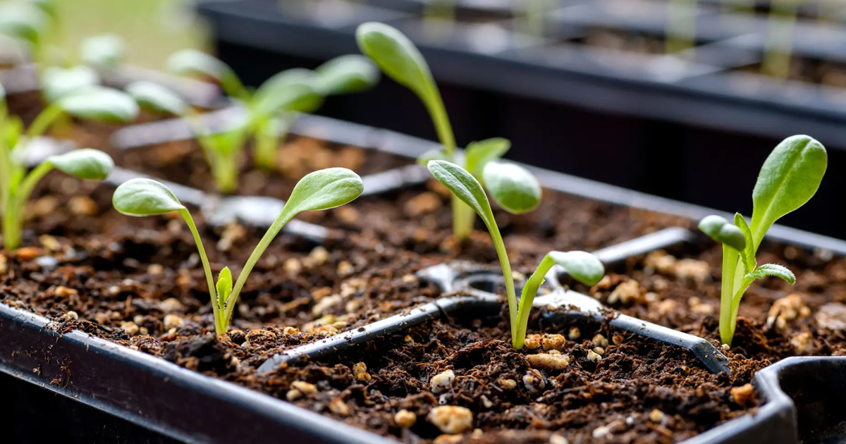 Best Place To Start Seeds Indoors – Warm And Sunny Spots To Start Seeds