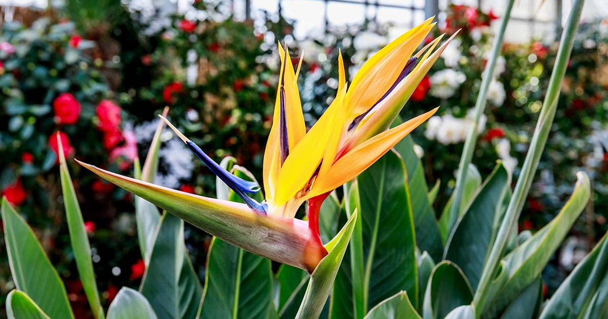 Bird Of Paradise As A Houseplant – Keeping A Bird Of Paradise Inside