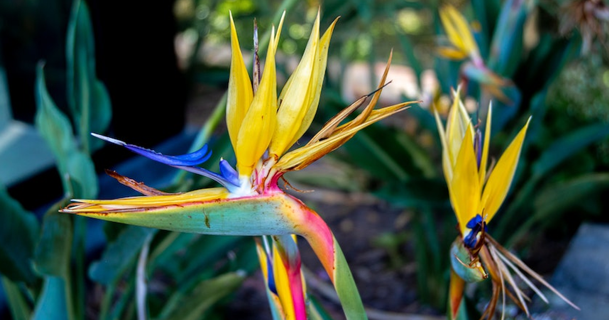 Bird Of Paradise Growing Conditions: Caring For Outdoor Bird Of Paradise Plants