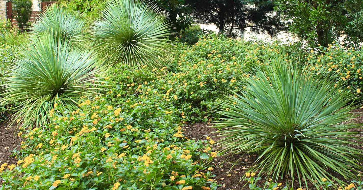Caring For Yucca: Tips For Landscaping With Yuccas Outdoors