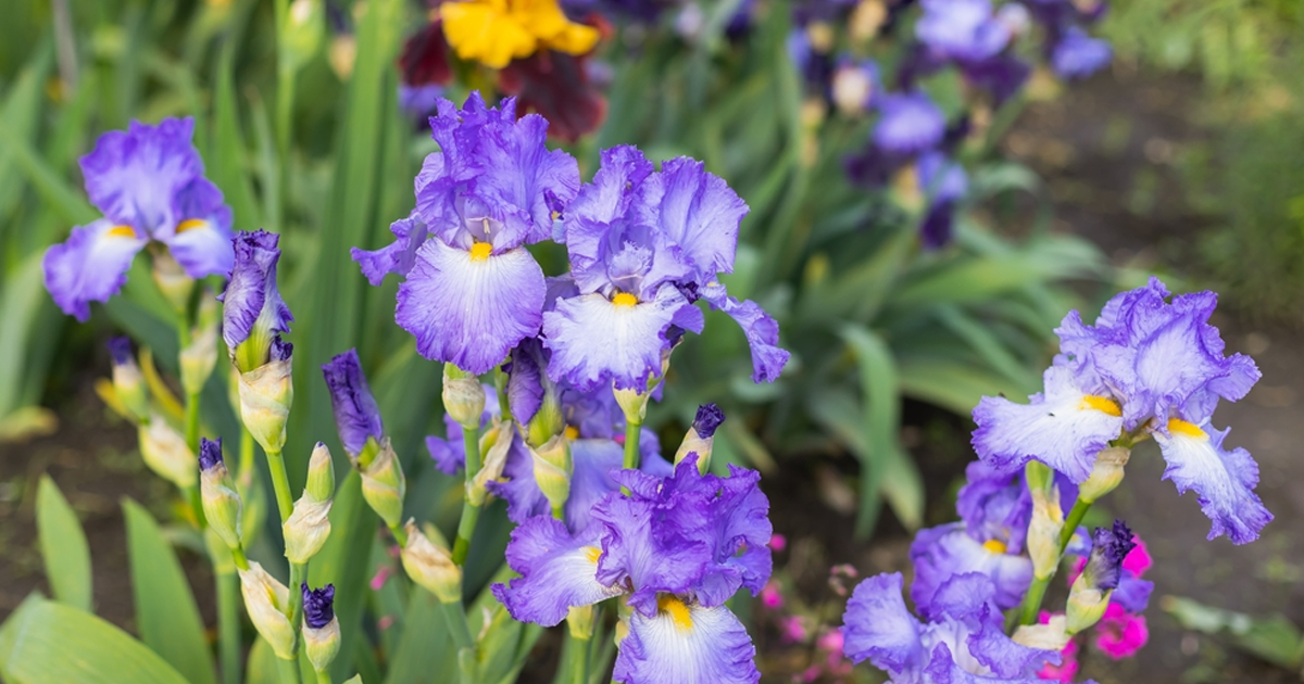 Dividing & Transplanting Irises: A Step-By-Step Guide