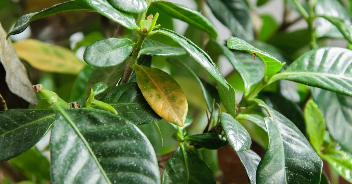 Gardenia Leaves Turning Yellow? Here’s Why & How To Fix It