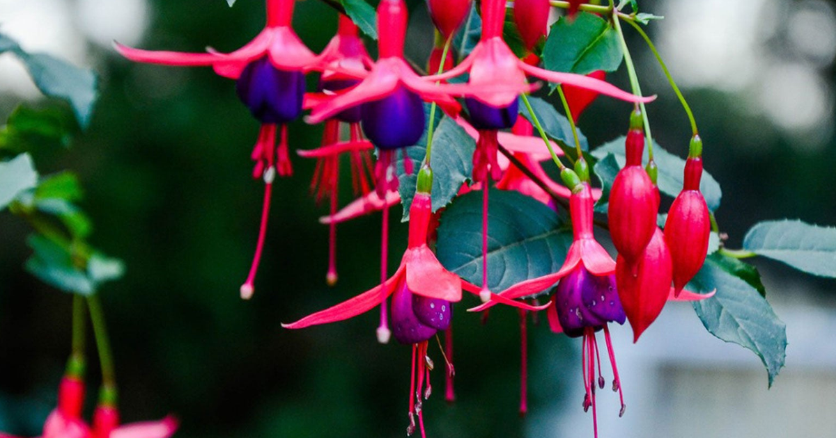 Growing Fuchsia Flowers – Care Of Fuchsias