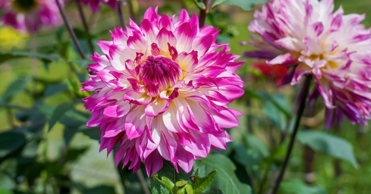 How To Deadhead Dahlias The Right Way – To Enjoy An Abundance Of Fall Flowers