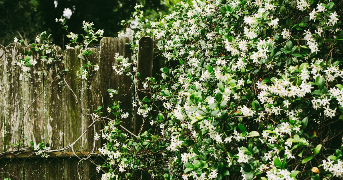 How To Grow Jasmine On A Trellis: Tips For Training Jasmine
