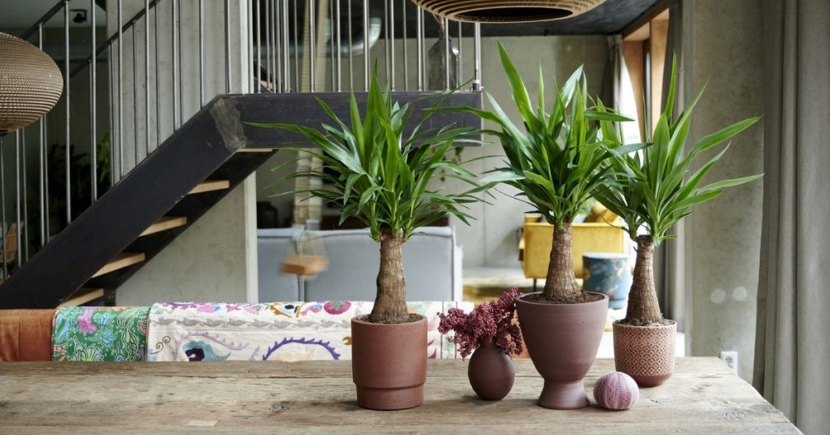 Indoor Yucca Plant Care: How To Grow Yucca As A Houseplant
