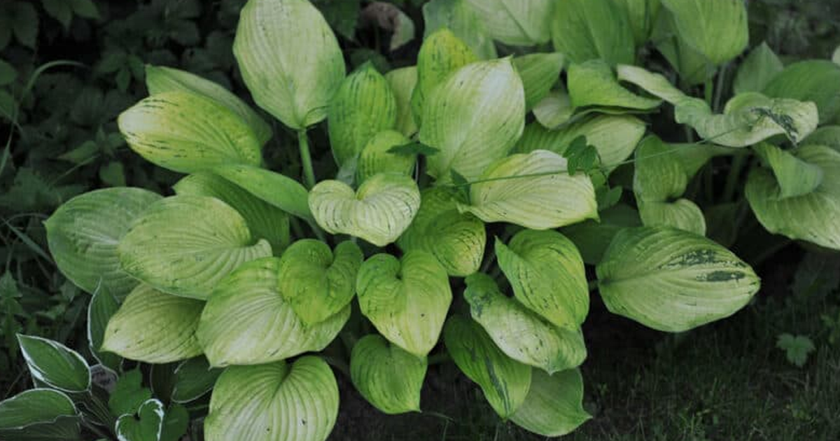 Largest Hosta Plants You Can Grow: 6 Plantain Lily Whoppers