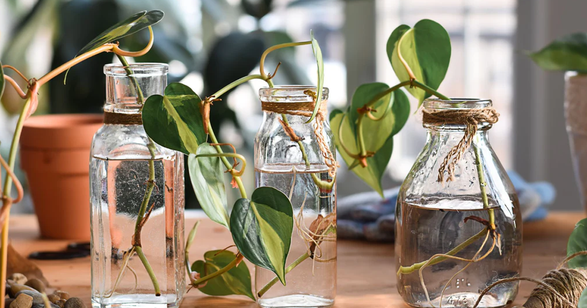 Propagating Your Houseplants With Leaf Cuttings