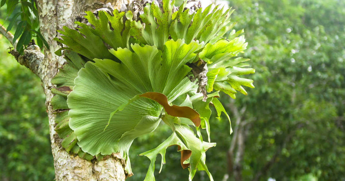 Staghorn Fern Cold Hardiness: How Cold Tolerant Are Staghorn Ferns