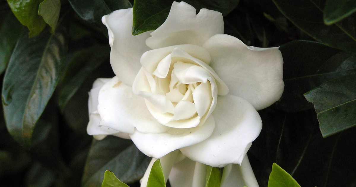 Top 10 Questions About Gardenias
