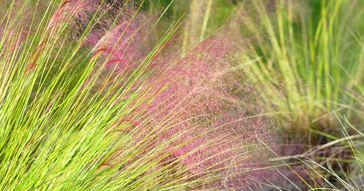 Unique Ornamental Native Grasses: 7 Decorative Natives For Structure And Style