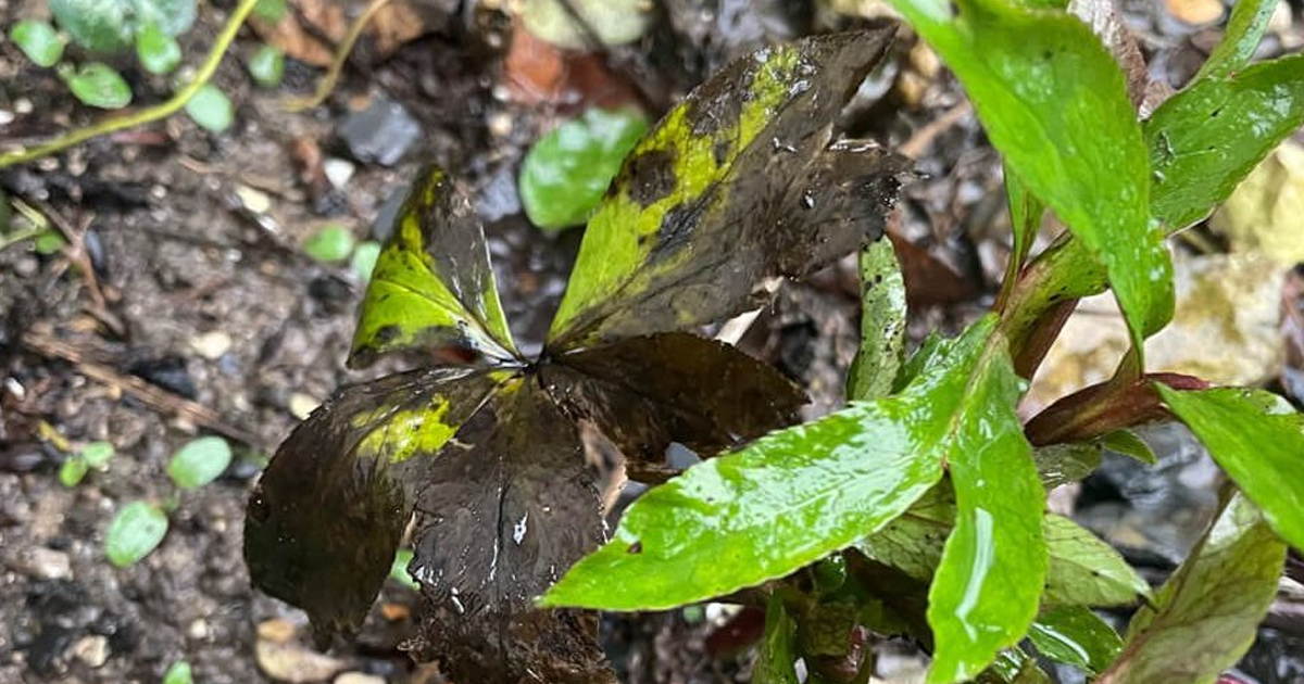 What Is Hellebore Black Death: Recognizing Black Death Of Hellebores