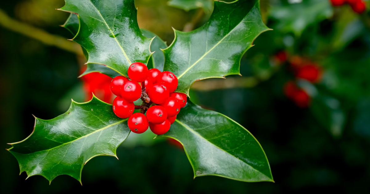 6 Festive Types Of Holly To Grow – For A Holly Jolly Holiday Display