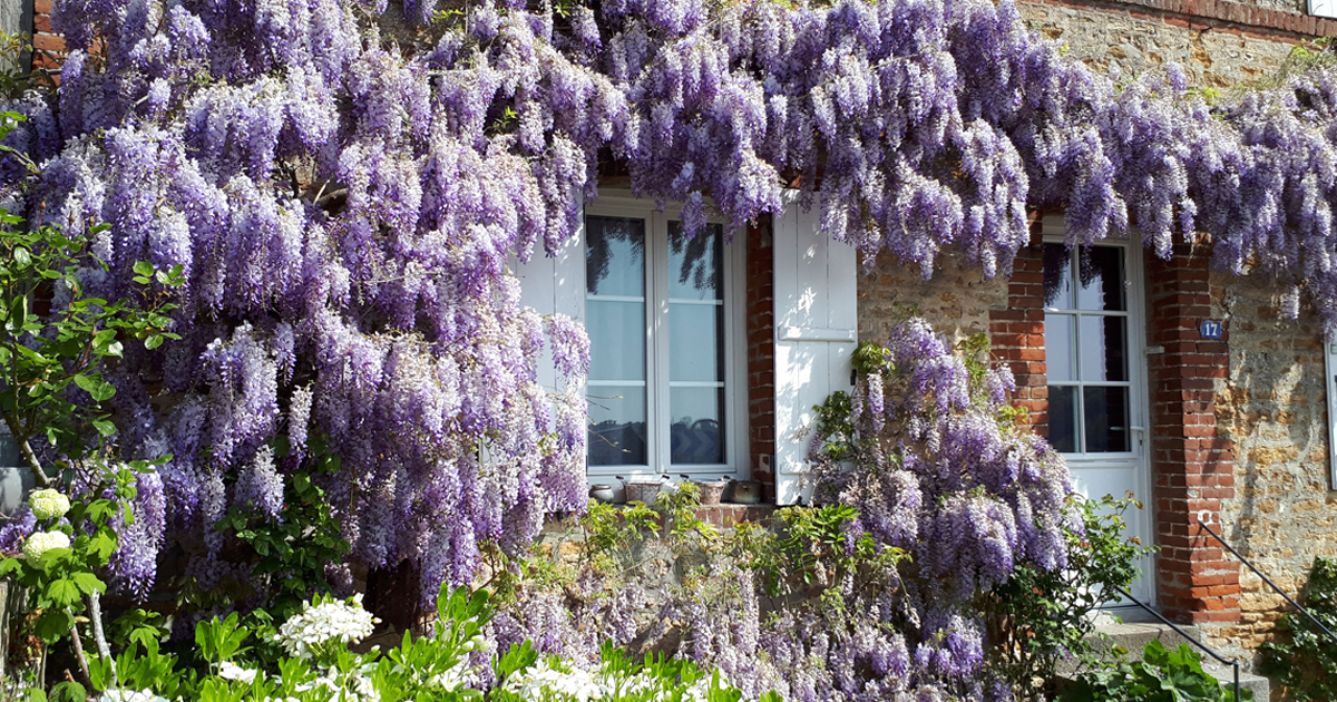 7 Evergreen Climbing Vines – For Surfaces That Look Good Year-Round