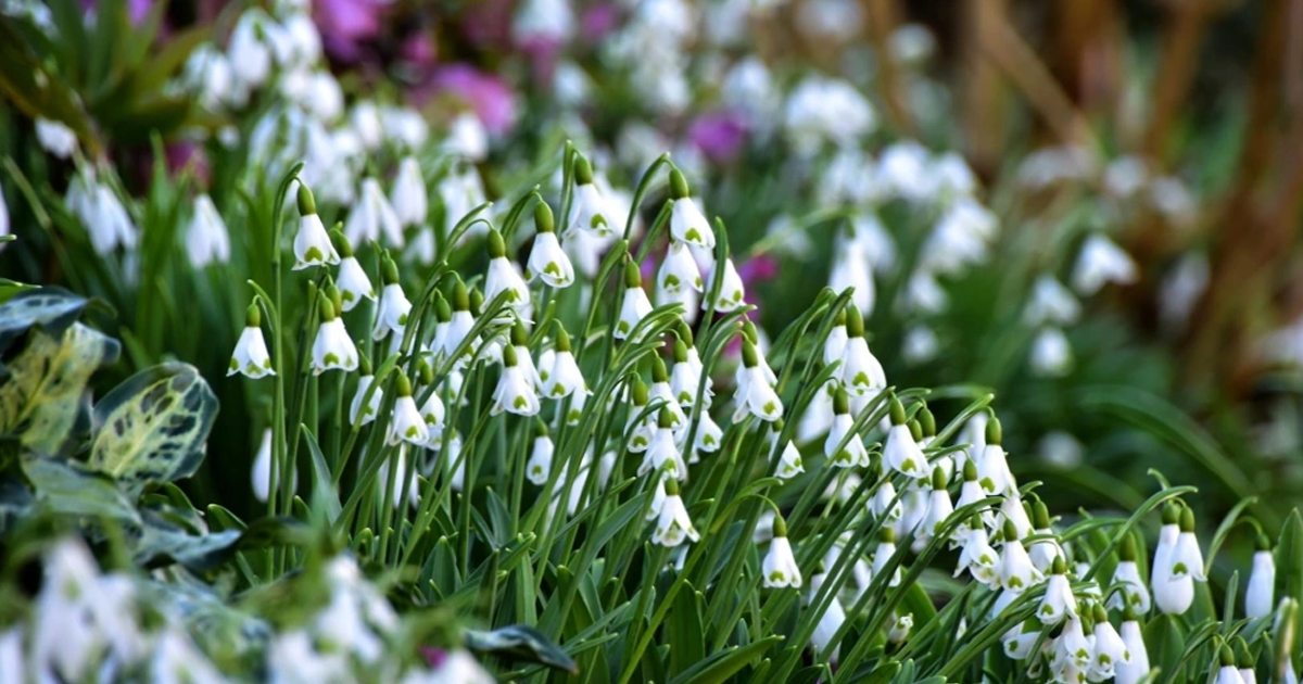 7 Wow-Worthy Winter Blooming Shrubs – To Brighten Up A Barren Winter Garden