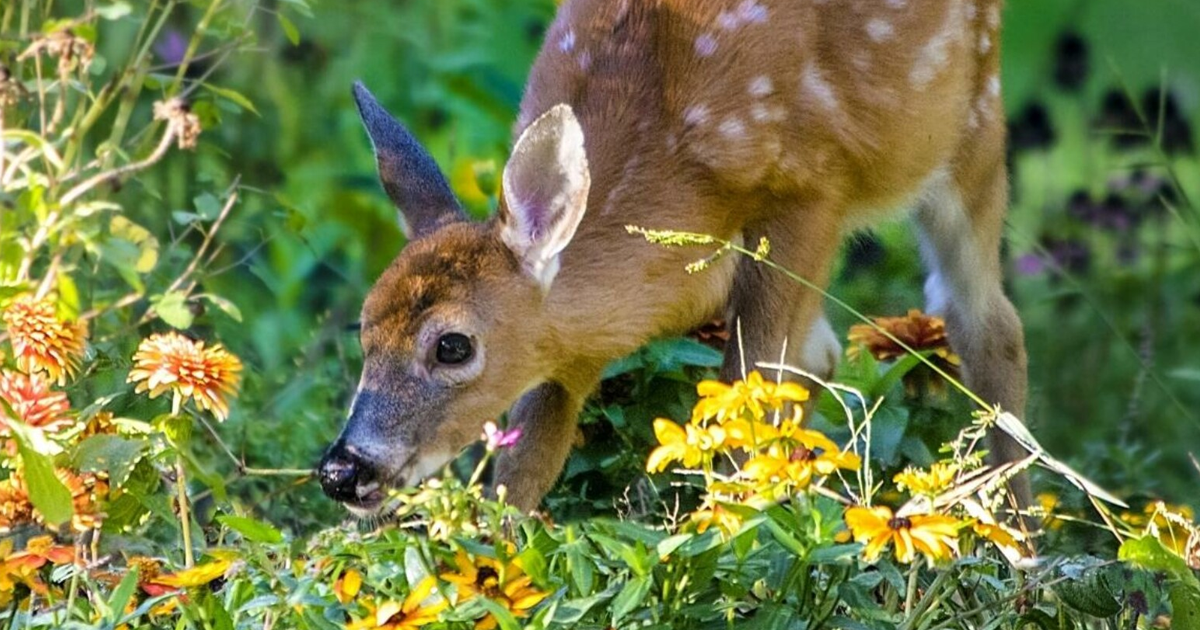 8 Deer-Resistant Perennials That Can Survive Even The Greediest Grazers