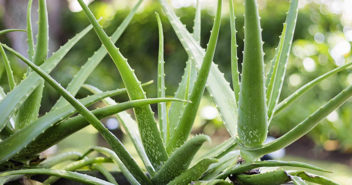 Aloe Plant Types – Growing Different Aloe Varieties