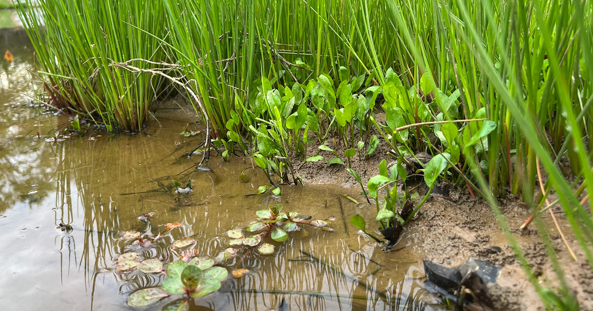 Aquatic Weed Control: Tips For Controlling Weeds In Water Gardens