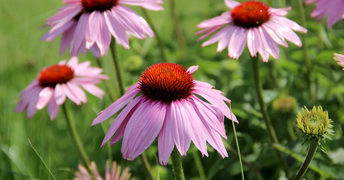 Asteraceae: The Largest Plant Family On Earth