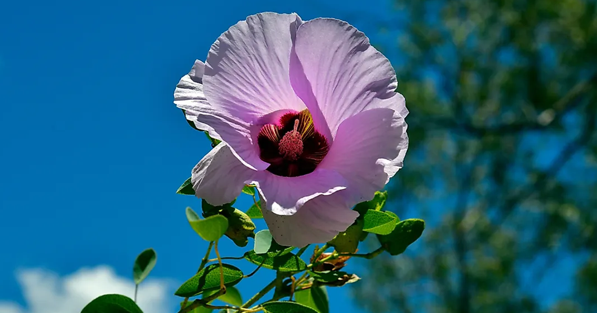 Australian Plants
