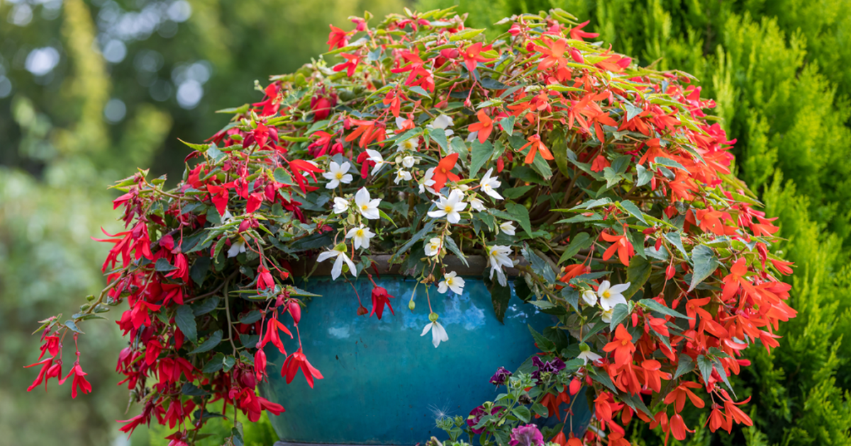 Begonia Watering: How To Water Begonias (And When To Leave Them Alone!)