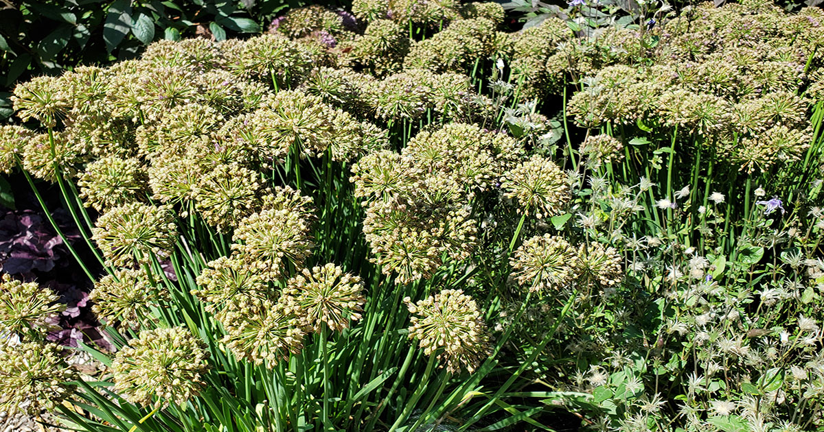 Best Perennials To Divide In Fall