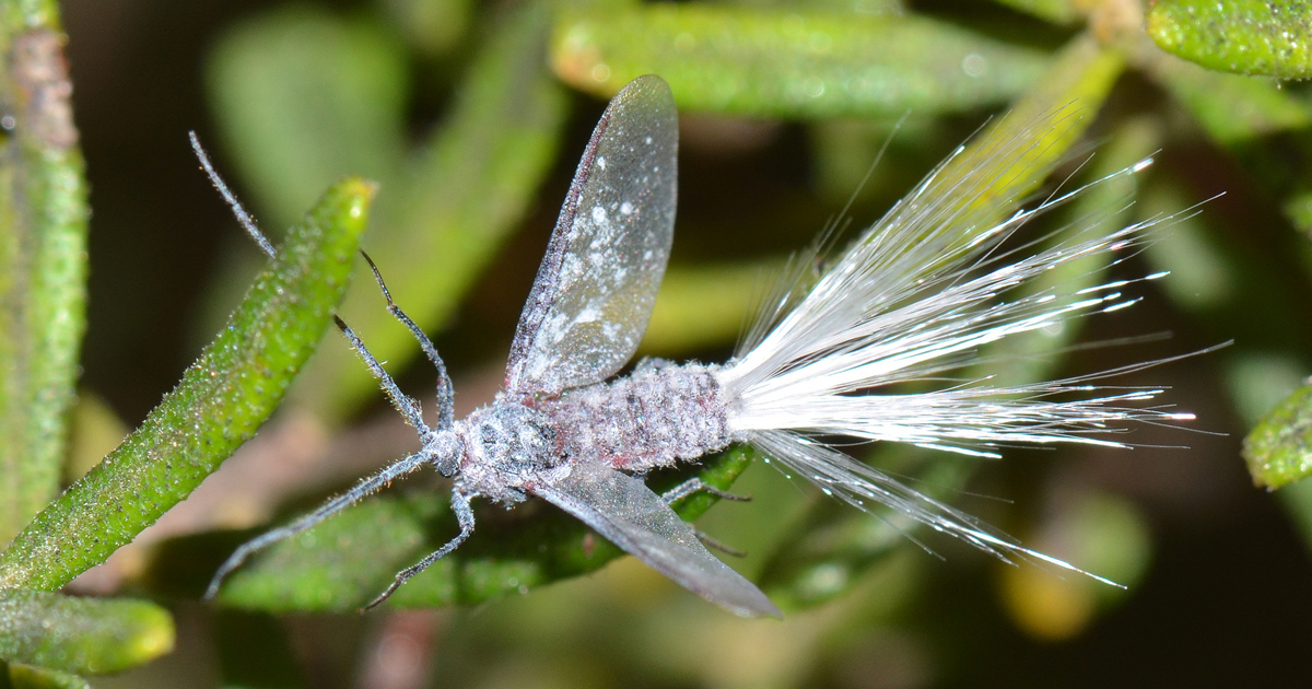 Bird Of Paradise Plant Bugs: How To Manage Insect Pests On Bird Of Paradise