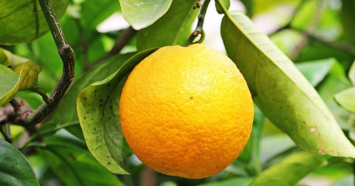 Citrus Leaves Curling: Common Causes & How To Fix Them