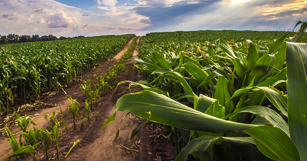 Climate Change And Pests