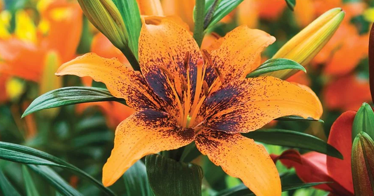 Companions For Lilies In The Garden: Plants That Grow Well With Lilies