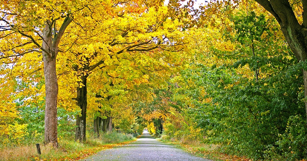 Complete Guide to Trees in the Midwest