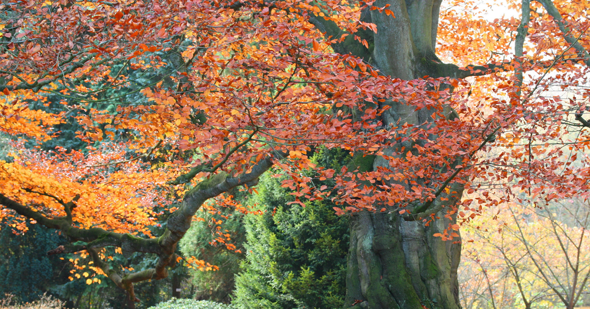 Complete Guide to Trees in the Southeast