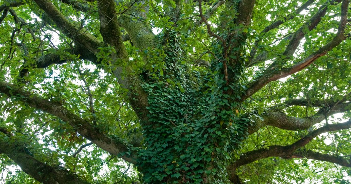English Ivy Tree Damage: Tips On Removing Ivy From Trees