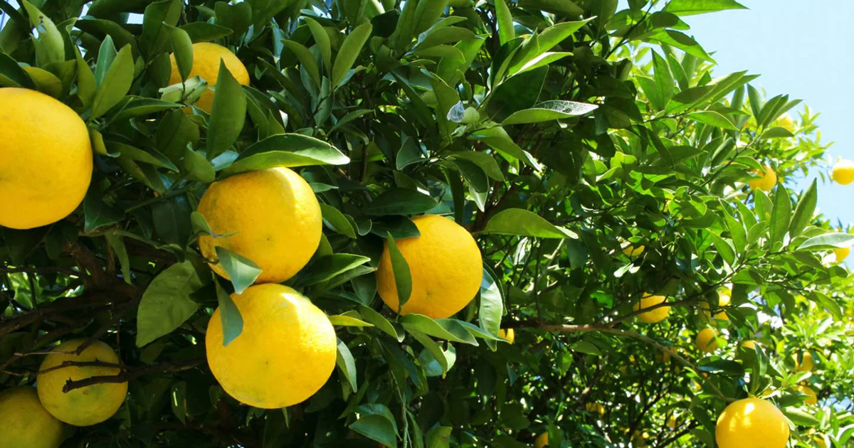 Fertilizing Citrus Trees - Best Practices For Citrus Fertilizing
