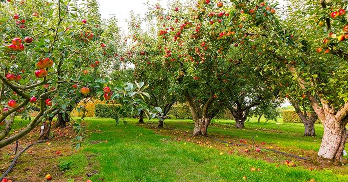 Fruit Trees That Grow In Ohio Valley Gardens