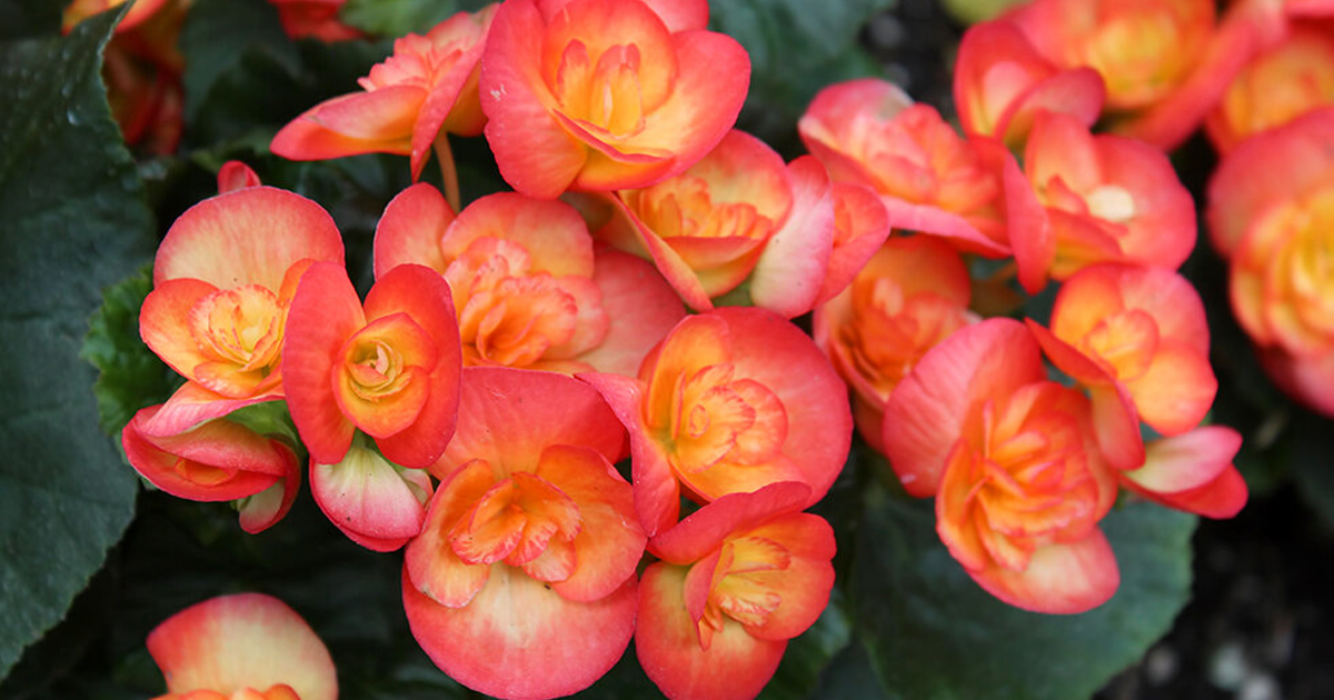 Growing Begonias From Corms